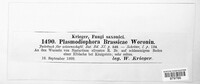 Plasmodiophora brassicae image